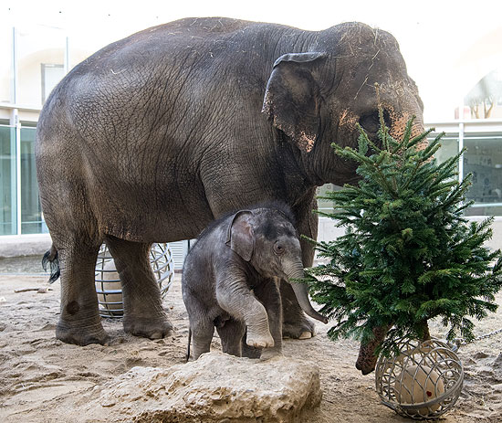 Weihnachtsfreude 2020: Elefant Otto mit Mutter Temi in Hellabrunn ©Fotos: Tierpark Hellabrunn / Marc Müller